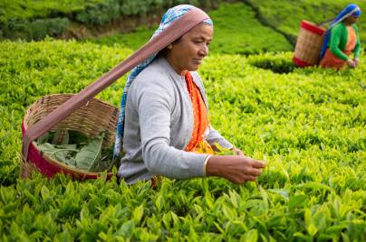 Workers harvesting tea leaves in field with baskets