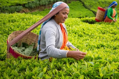 Workers harvesting tea leaves in field with baskets