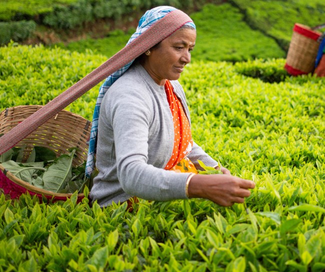 Workers harvesting tea leaves in field with baskets