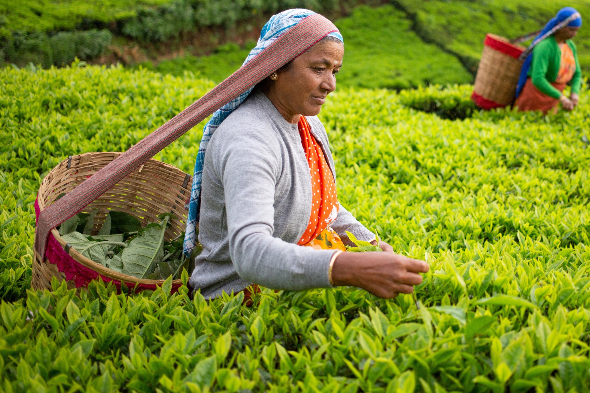 Workers harvesting tea leaves in field with baskets