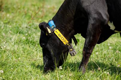 MSD Animal Health - Image of cows in field