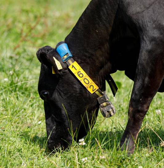 Cow-and-clover-2