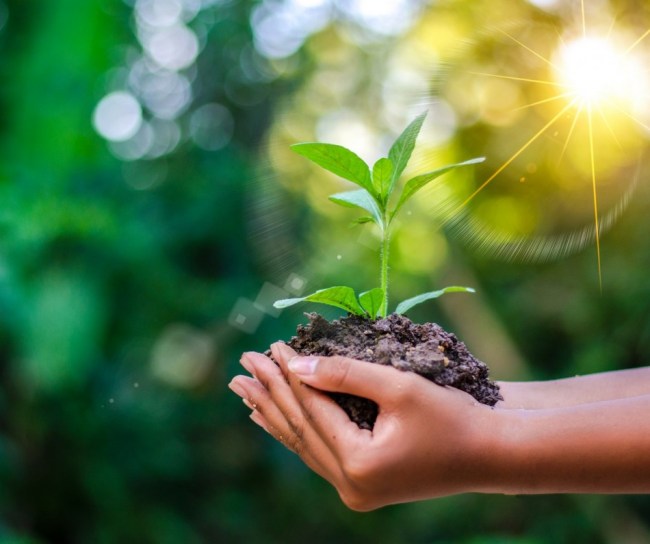 Hands holding growing plant