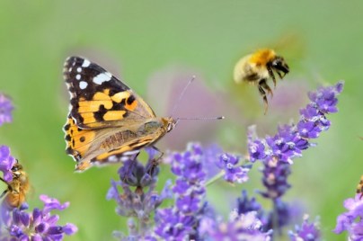 Honeybee and butterfly on lavender flowers